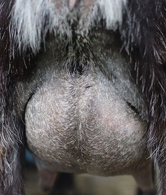 pandora udder